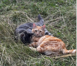 Lost Female Cat last seen Westford Rd and Lowell Rd, Concord, MA 01742