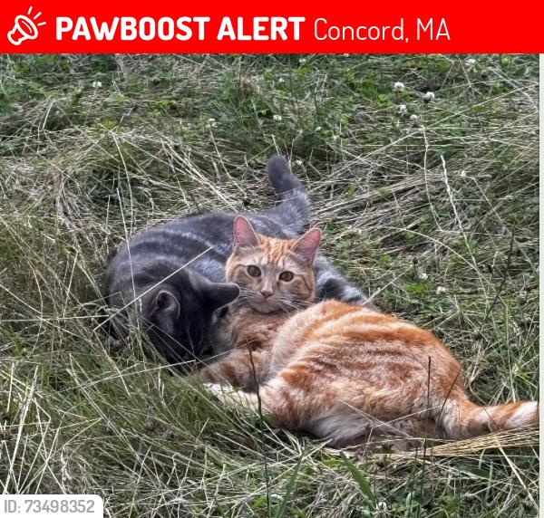 Lost Female Cat last seen Westford Rd and Lowell Rd, Concord, MA 01742