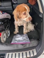 Reunited Unknown Dog last seen Near Osborne St, Arleta, CA 91331, USA, Los Angeles, CA 91331