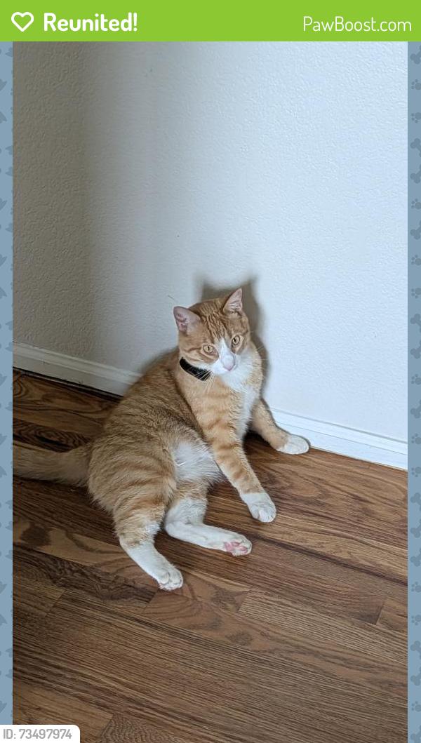 Reunited Male Cat last seen Cotten lakes Blvd, Thornton, CO 80241