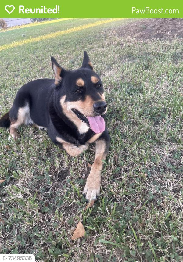 Reunited Unknown Dog last seen Magnolia, Lake Jackson, TX 77566
