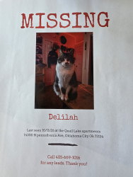 Reunited Female Cat last seen Quail Lake Aprtments, Oklahoma City, OK 73134