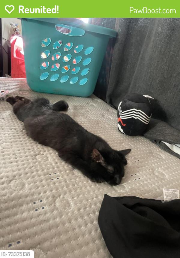 Reunited Female Cat last seen N Union blvd, Colorado Springs, CO 80918