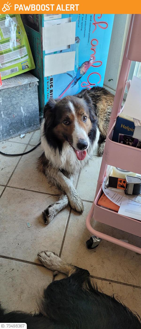 Found/Stray Male Dog last seen Springport Rd / Minard Rd, Tompkins Township, MI 49201