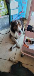 Found/Stray Male Dog last seen Springport Rd / Minard Rd, Tompkins Township, MI 49201
