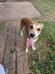 Reunited Female Dog last seen Eastfield Circle Meadow view Dr, Missouri City, TX 77459