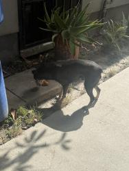 Found/Stray Male Dog last seen At a hse., Los Angeles, CA 90062