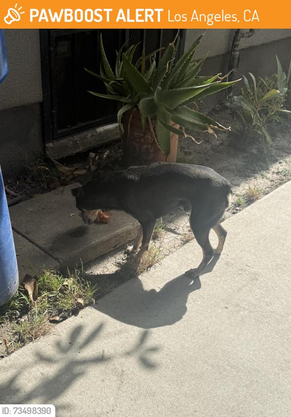 Found/Stray Male Dog last seen At a hse., Los Angeles, CA 90062
