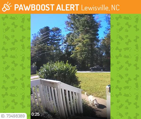 Found/Stray Unknown Dog last seen Yadkinville Rd, Lewisville, NC 27040