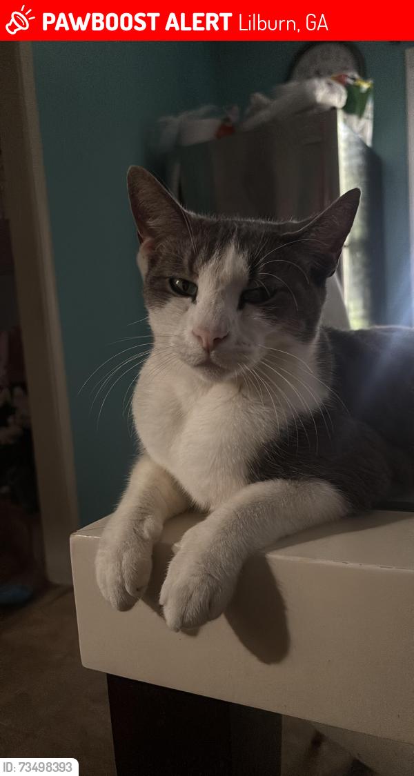 Lost Male Cat last seen Holly Ridge Lilburn, Lilburn, GA 30047