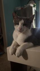 Lost Male Cat last seen Holly Ridge Lilburn, Lilburn, GA 30047