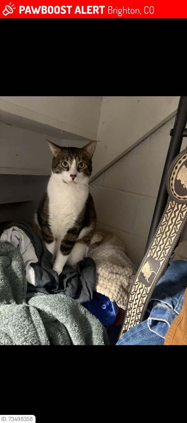 Lost Female Cat last seen 5th Ave and Bromley, Brighton, CO 80601