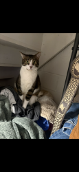 Lost Female Cat last seen 5th Ave and Bromley, Brighton, CO 80601