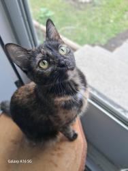 Lost Female Cat last seen Sturgeon Rd vs Flamingo and Ness, Winnipeg, MB R2Y 2J2