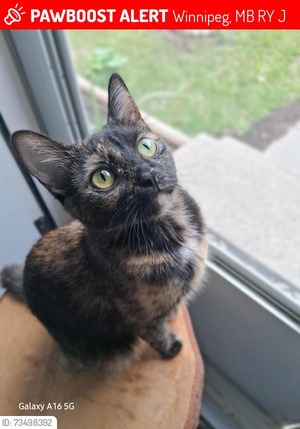 Lost Female Cat last seen Sturgeon Rd vs Flamingo and Ness, Winnipeg, MB R2Y 2J2