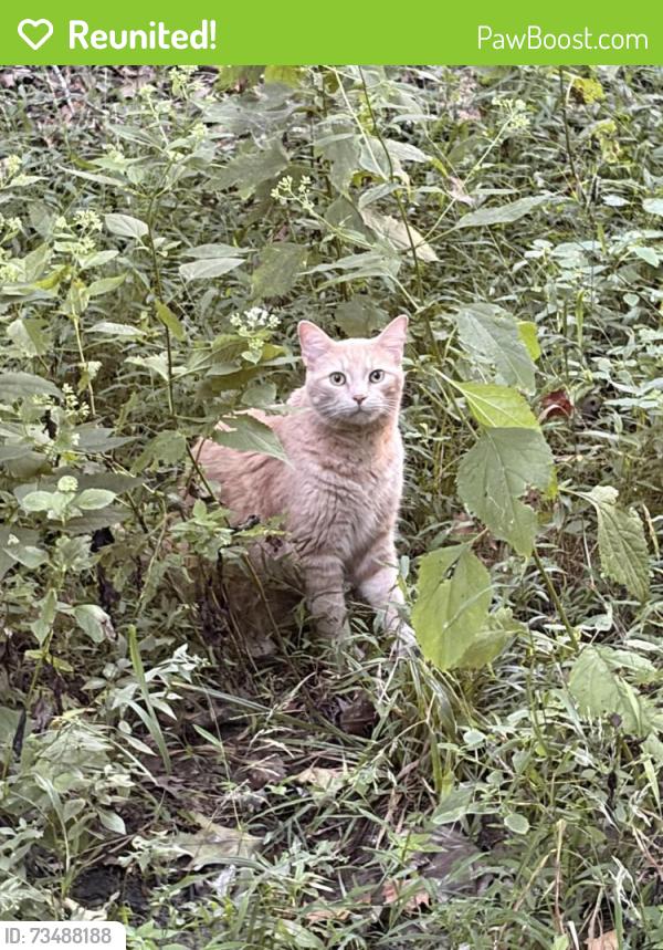 Reunited Male Cat last seen Highland Park, Lafayette, IN 47905