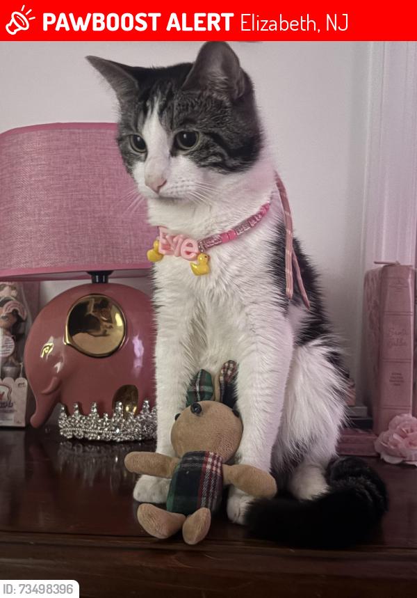 Lost Male Cat last seen Loomis st, Elizabeth, NJ 07206