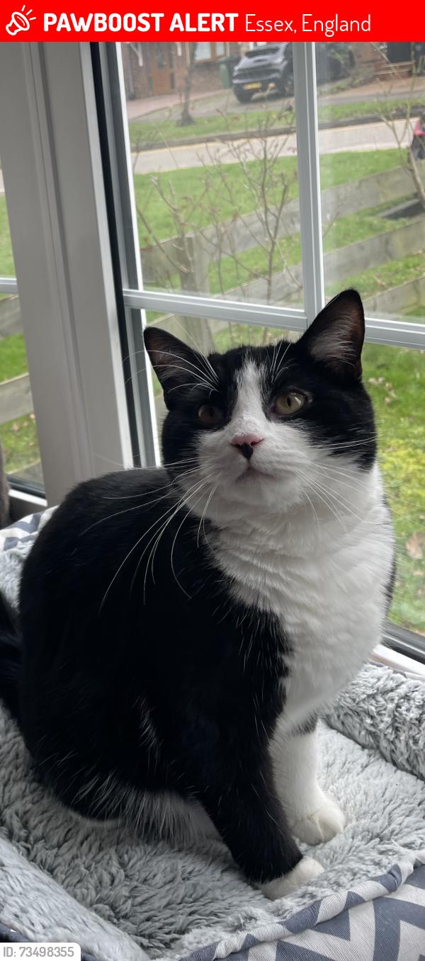Lost Male Cat last seen Codenham green, Essex, England 