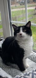 Lost Male Cat last seen Codenham green, Essex, England 
