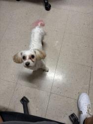 Found/Stray Female Dog last seen Stater Bros. On Kendall Drive., San Bernardino, CA 92407