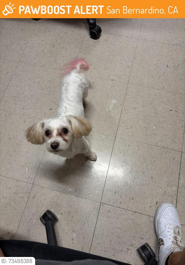 Found/Stray Female Dog last seen Stater Bros. On Kendall Drive., San Bernardino, CA 92407