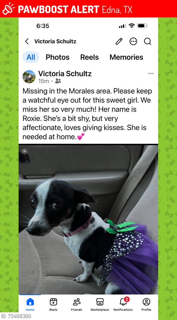Lost Female Dog last seen Hey 111 N, Edna, TX 77957