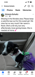 Lost Female Dog last seen Hey 111 N, Edna, TX 77957