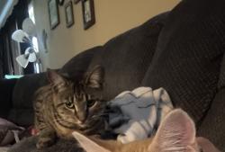 Lost Female Cat last seen W 11th St, Gillette, WY 82716