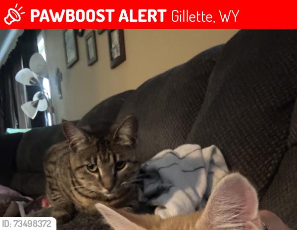 Lost Female Cat last seen W 11th St, Gillette, WY 82716