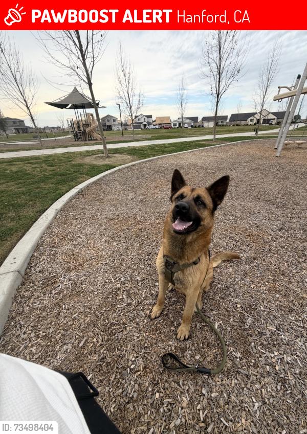 Lost Male Dog last seen Near 1st Avenue, Hanford, CA, USA, Hanford, CA 93230