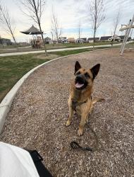 Lost Male Dog last seen Near 1st Avenue, Hanford, CA, USA, Hanford, CA 93230
