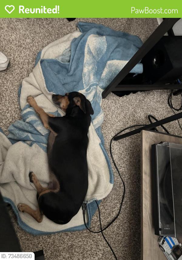 Reunited Male Dog last seen Near highway and grand avenue . 183rd, Wittmann, AZ 85361