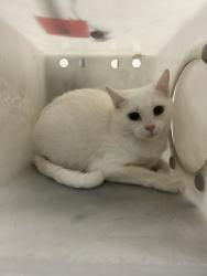 Shelter Stray Female Cat last seen Near W 1100 N, North Salt Lake, UT 84054, USA, 1422 E 600 N, Fruit Heights, UT 84037, USA
