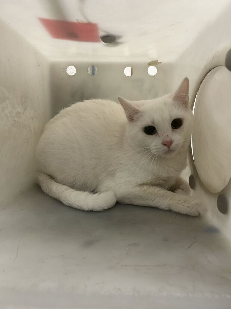 Shelter Stray Female Cat last seen Near W 1100 N, North Salt Lake, UT 84054, USA, 1422 E 600 N, Fruit Heights, UT 84037, USA