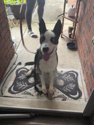 Found/Stray Unknown Dog last seen Fieldstone Ct, Murfreesboro, TN 37128