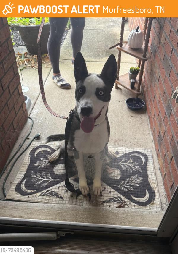Found/Stray Unknown Dog last seen Fieldstone Ct, Murfreesboro, TN 37128