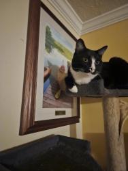 Lost Male Cat last seen Brice rd, Columbus, OH 43232