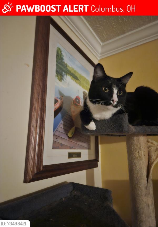 Lost Male Cat last seen Brice rd, Columbus, OH 43232