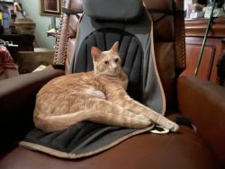 Lost Male Cat last seen Palos verdes north & rolling hills drive, Lomita, CA 90717