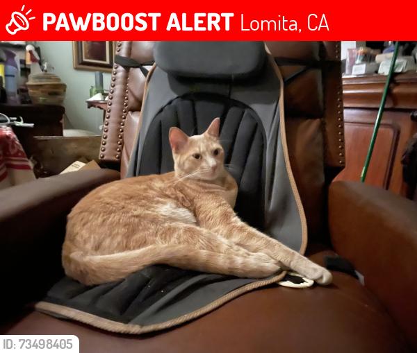 Lost Male Cat last seen Palos verdes north & rolling hills drive, Lomita, CA 90717