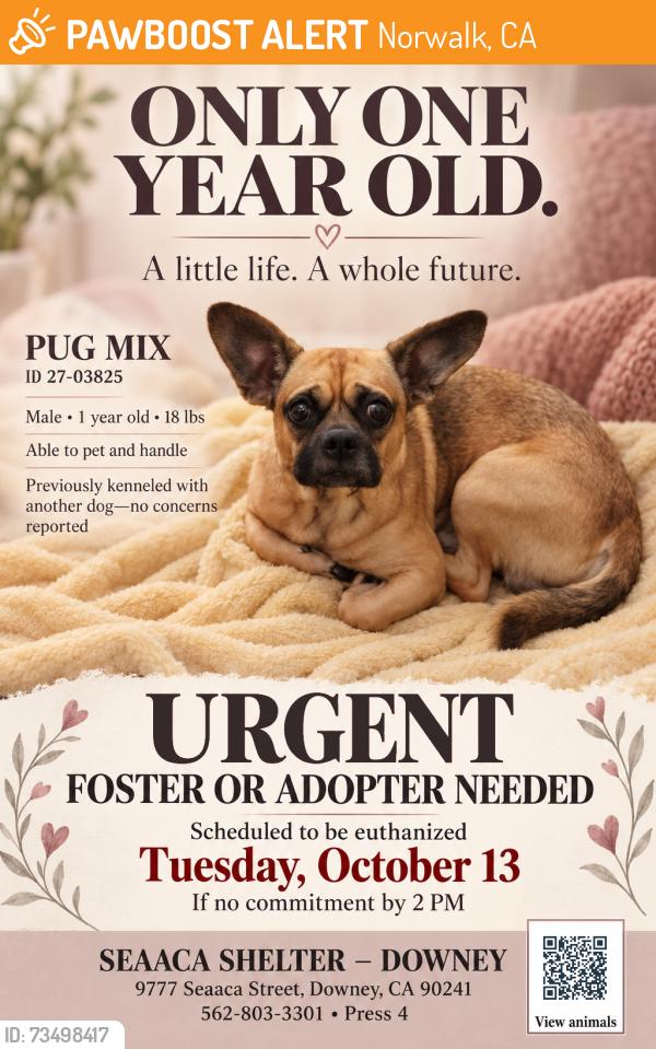 Found/Stray Male Dog last seen SEAACA Shelter Downey, Norwalk, CA 90650