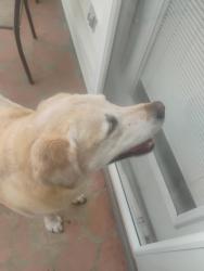 Lost Male Dog last seen Sedgefield court, Chesapeake, VA 23322