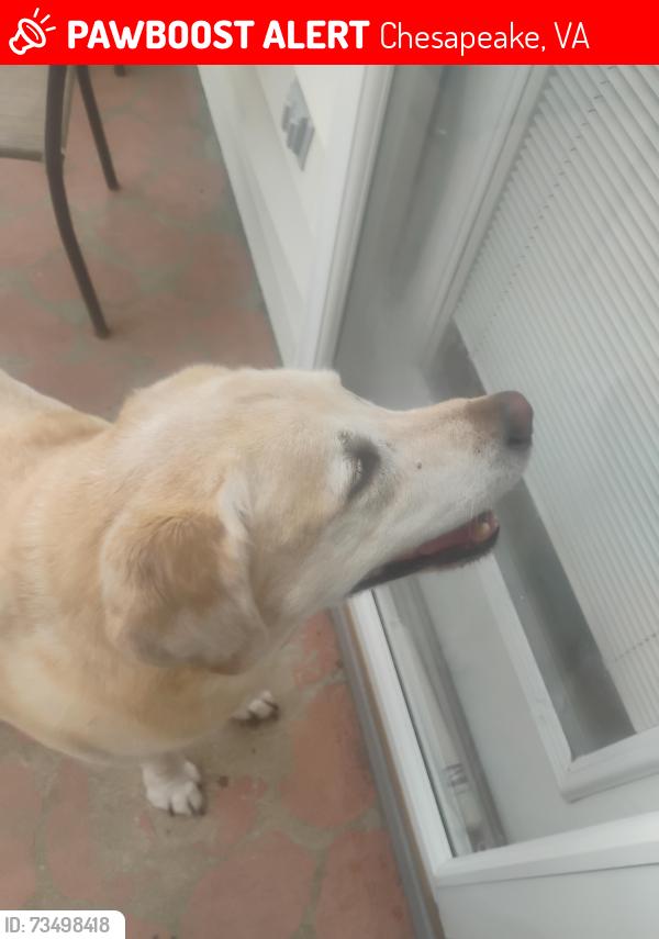 Lost Male Dog last seen Sedgefield court, Chesapeake, VA 23322
