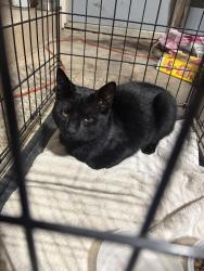 Found/Stray Male Cat last seen Near North Alpine Road, Rockford, IL, USA, Rockford, IL 61107