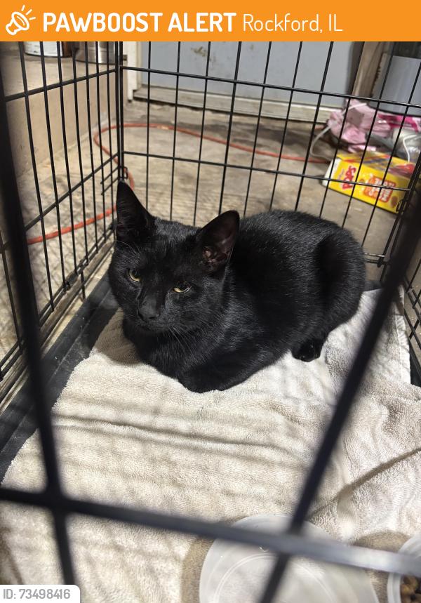 Found/Stray Male Cat last seen Near North Alpine Road, Rockford, IL, USA, Rockford, IL 61107