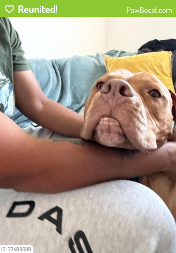 Reunited Male Dog last seen Chatwin and wardlow, Long Beach, CA 90808