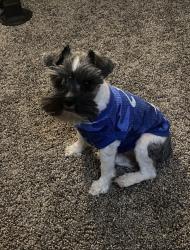 Reunited Male Dog last seen Covington Place Subdivision across from the Pool clbh, Covington, GA 30014