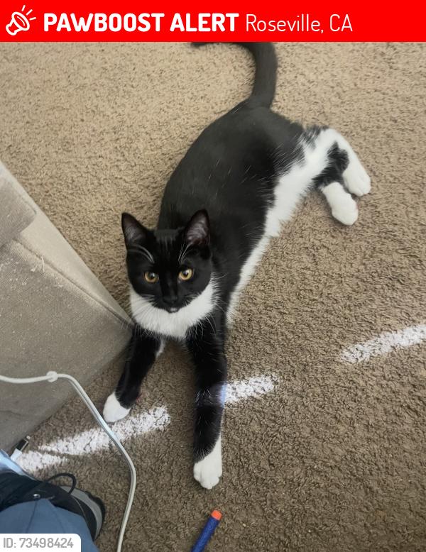 Lost Female Cat last seen Mccanally, Roseville, CA 95747