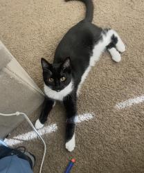 Lost Female Cat last seen Mccanally, Roseville, CA 95747