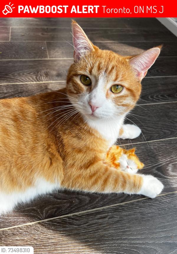 Lost Male Cat last seen Brule Gardens, Toronto, ON M6S 4J4